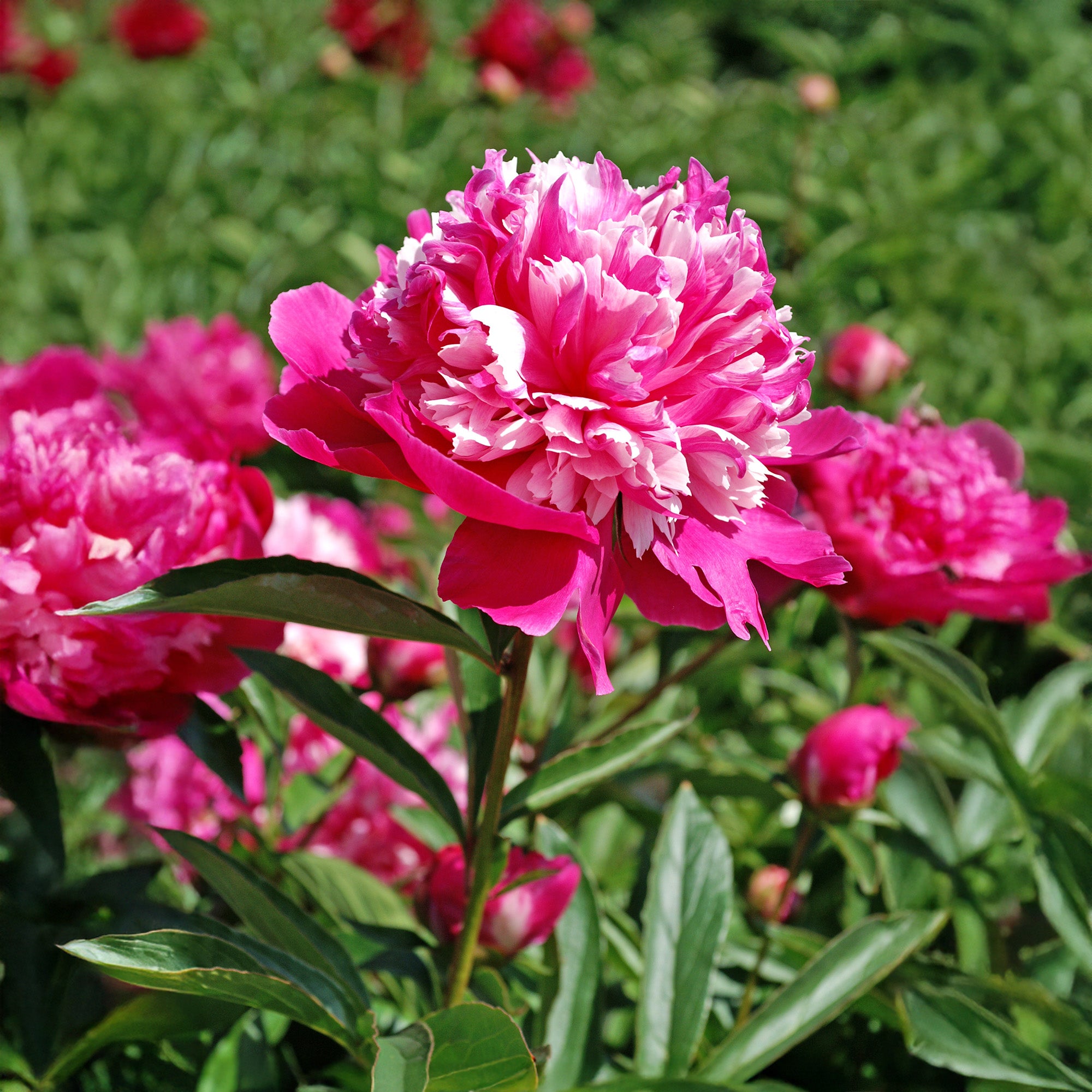 Paeonia Celebrity (1 Bulb)