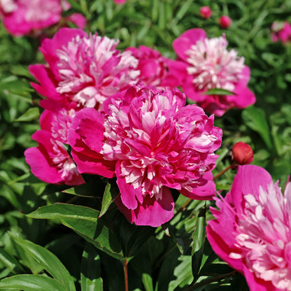 Paeonia Celebrity (1 Bulb)