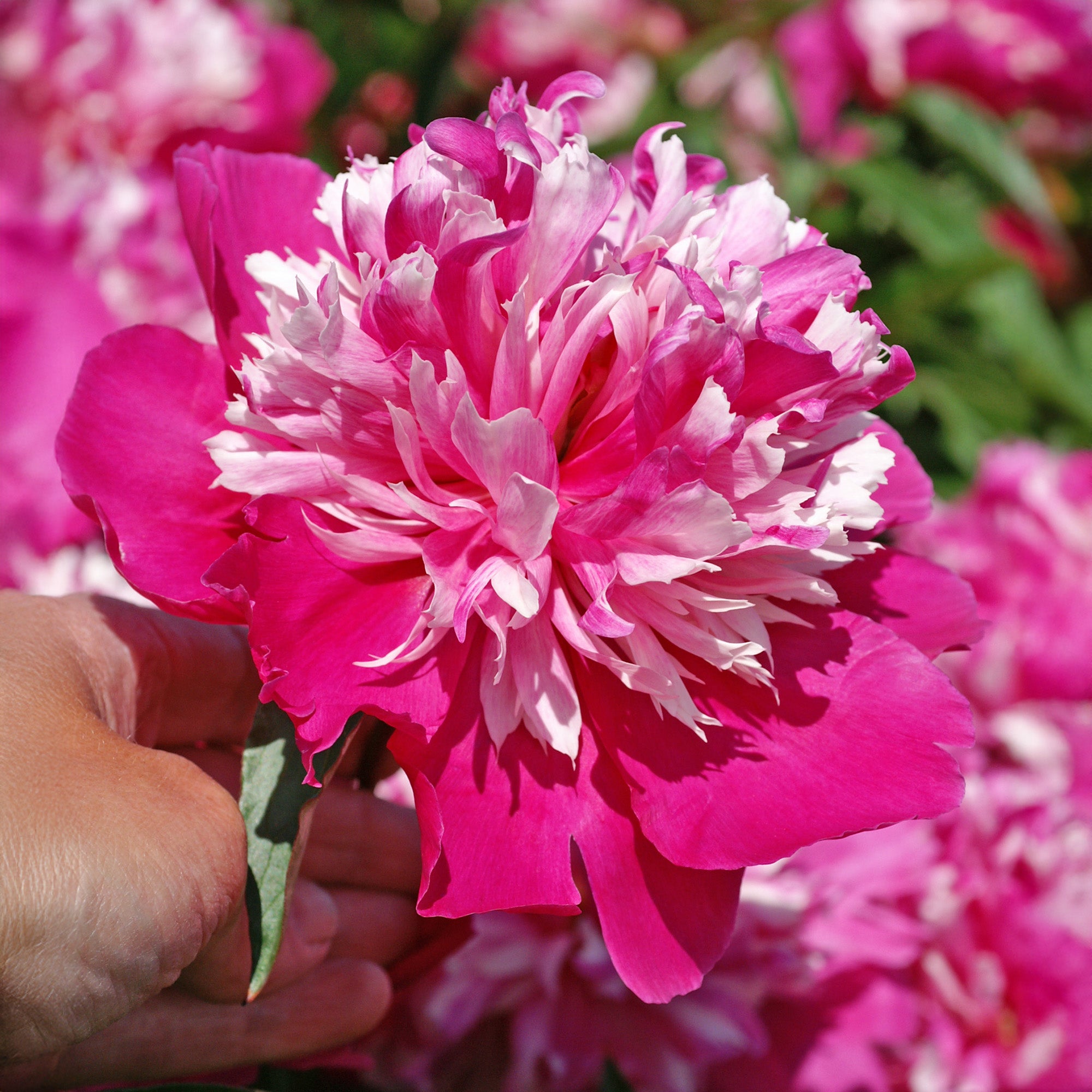 Paeonia Celebrity (1 Bulb)