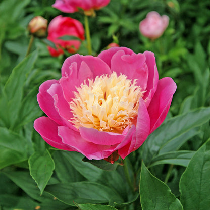 Paeonia Bowl of Beauty (1 Bulb)