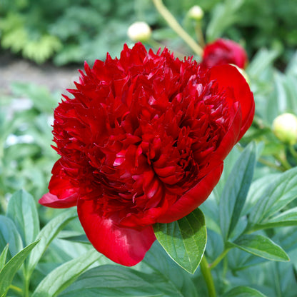Paeonia officinalis red (1 Bulb)
