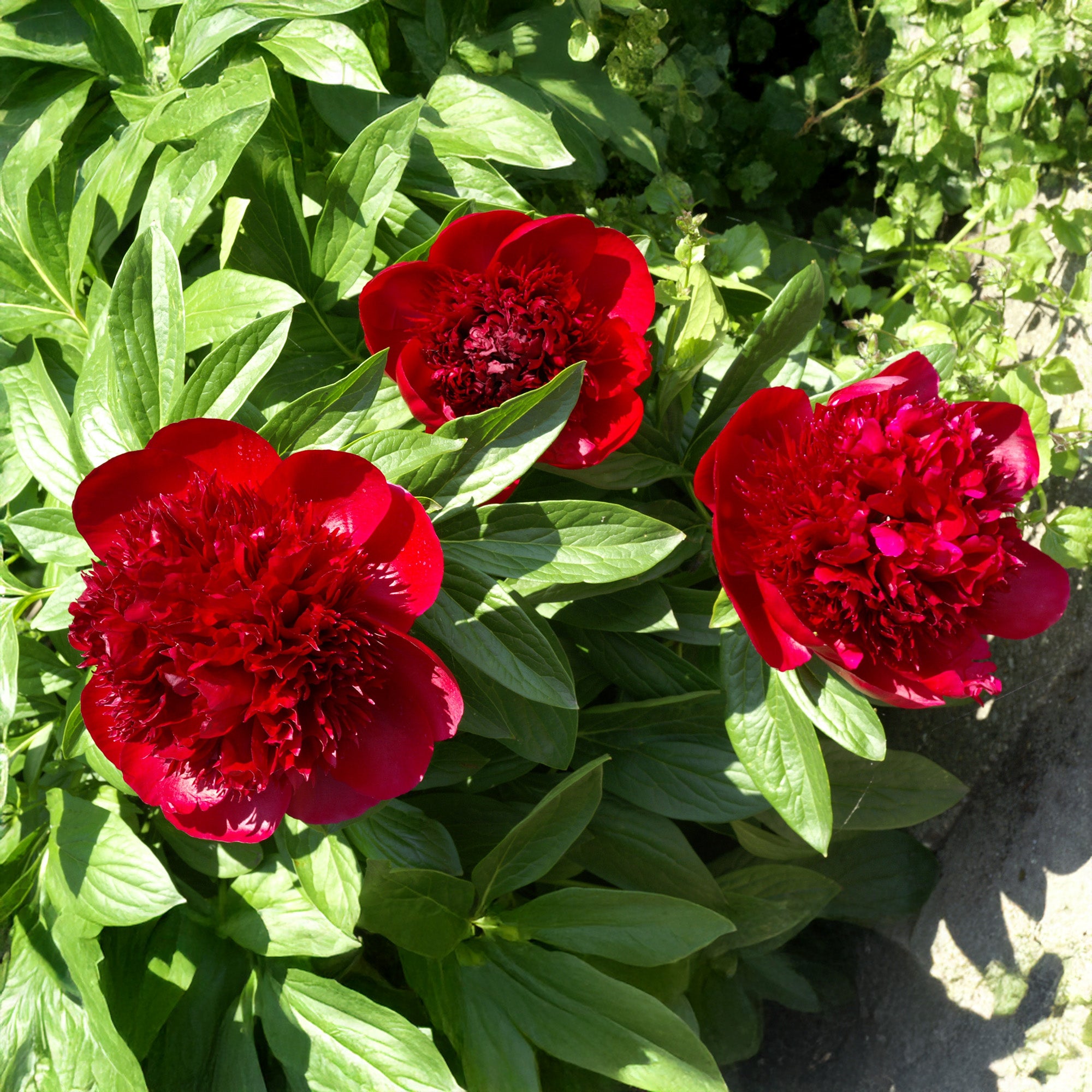 Paeonia officinalis red (1 Bulb)