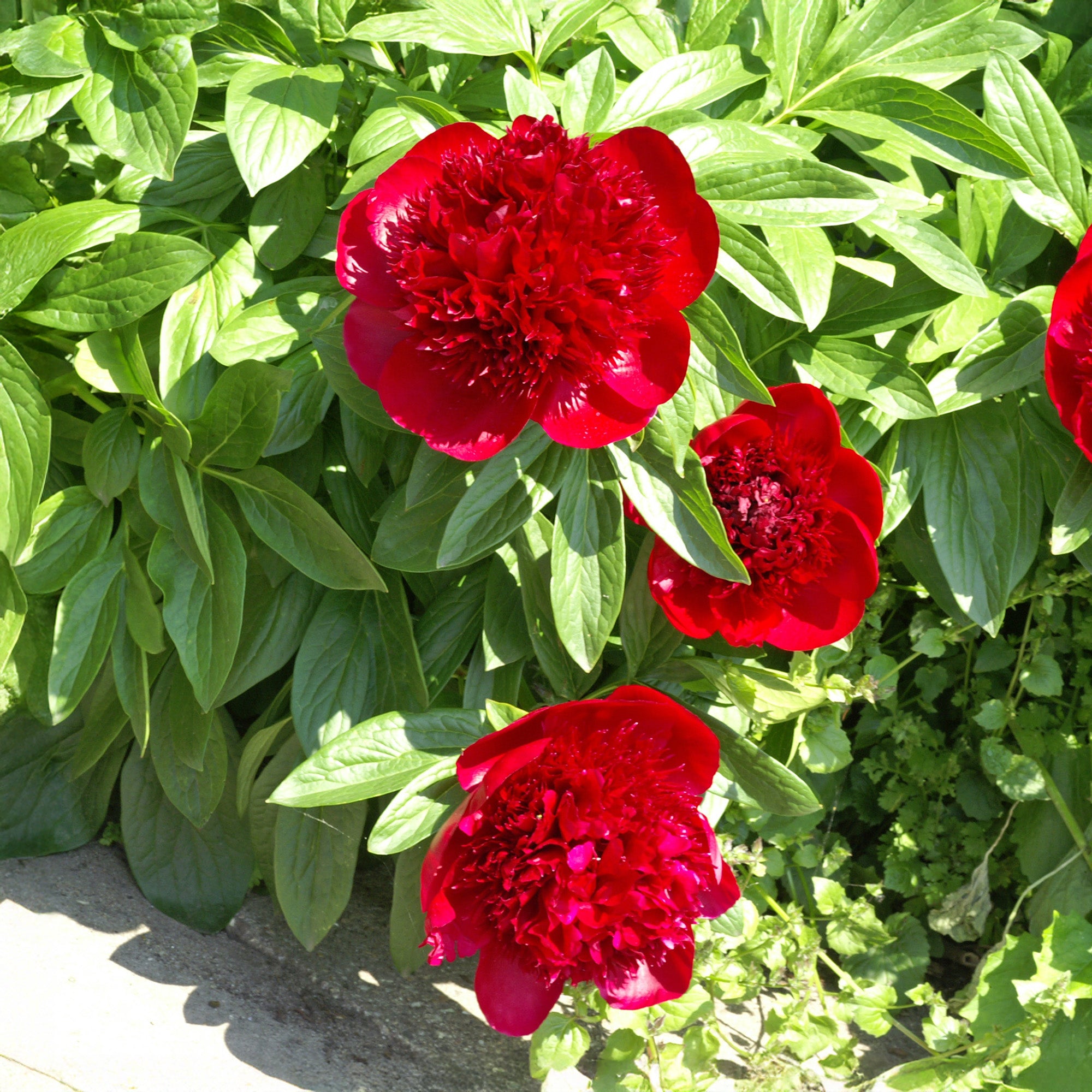 Paeonia officinalis red (1 Bulb)