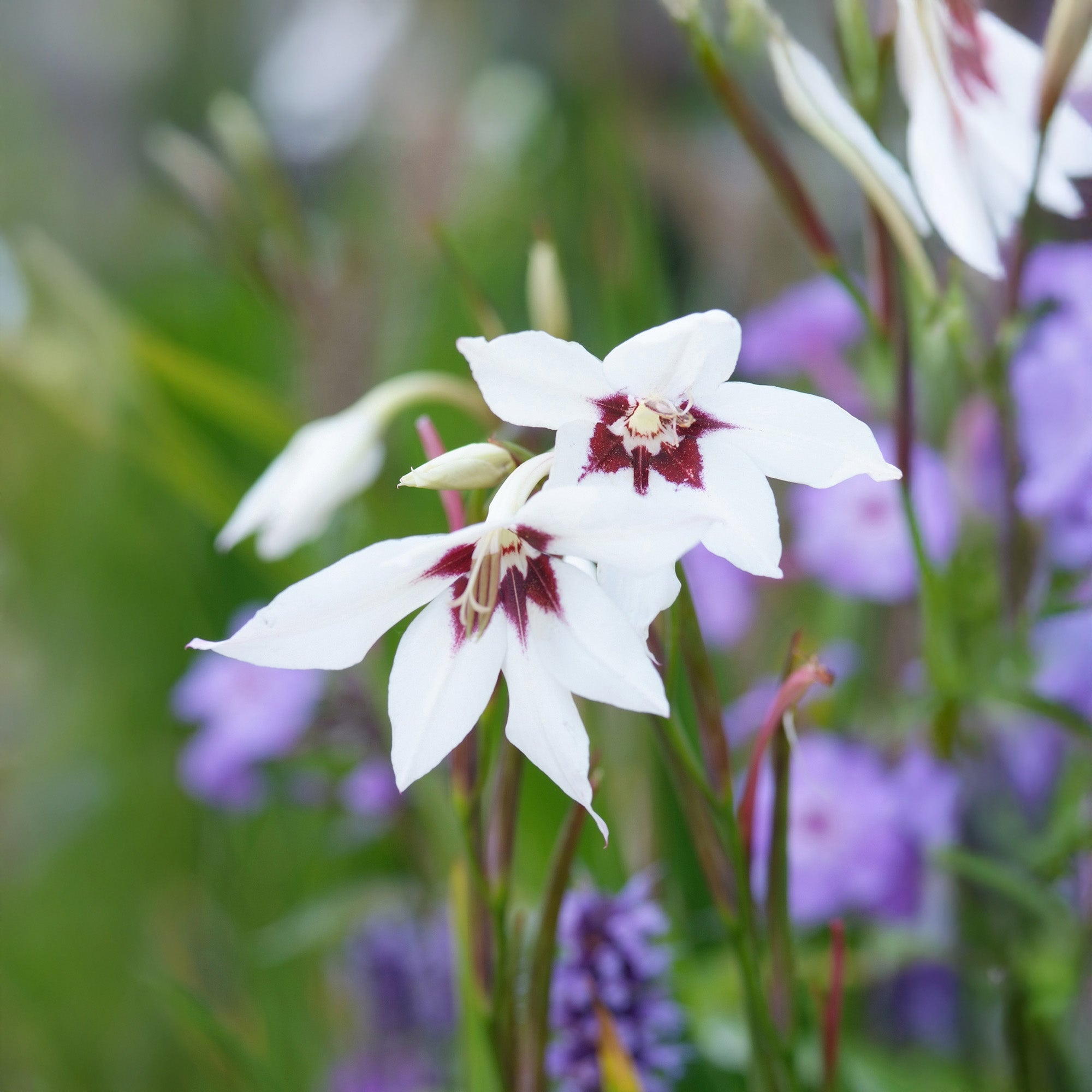 Acidanthera white (10 Bulbs)