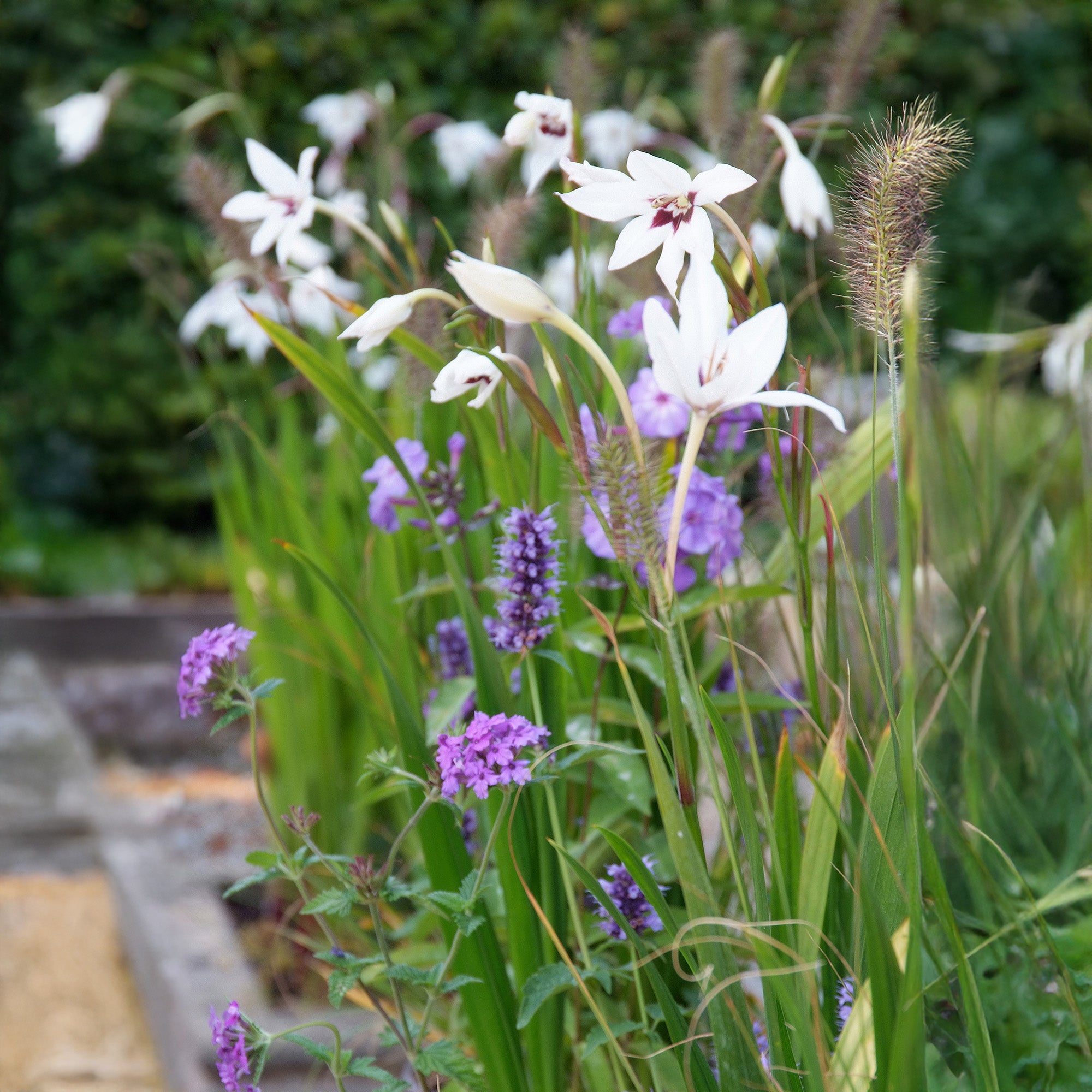 Acidanthera white (10 Bulbs)