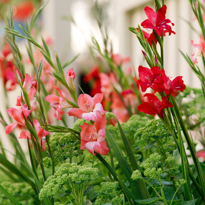 Gladiolus Nanus Mix (10 Bulbs)