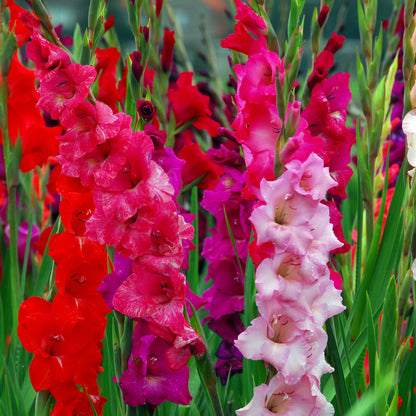 Gladiolus largeflowering mix (5 Bulbs)