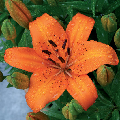 Lilium Orange (1 Bulb)