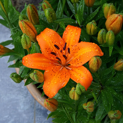 Lilium Orange (1 Bulb)