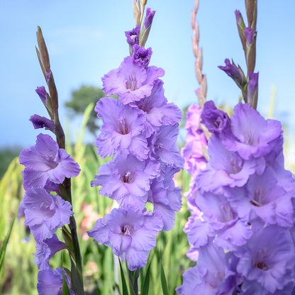 Gladiolus Milka (8 Bulbs)