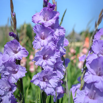 Gladiolus Milka (8 Bulbs)