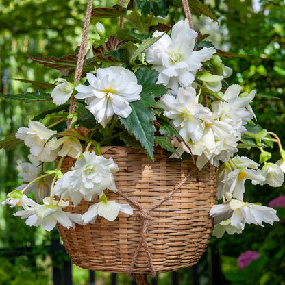 Begonia Pendula Mix