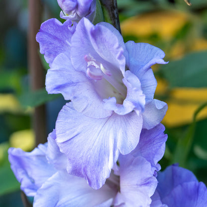 Gladiolus Milka (8 Bulbs)