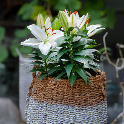 Lilium White (1 Bulb)