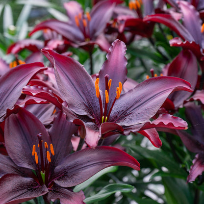 Lilium Black (1 Bulb)