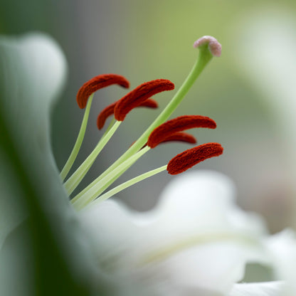 Lilium White (1 Bulb)