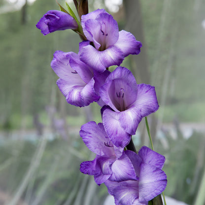 Gladiolus Blue Isle (8 Bulbs)