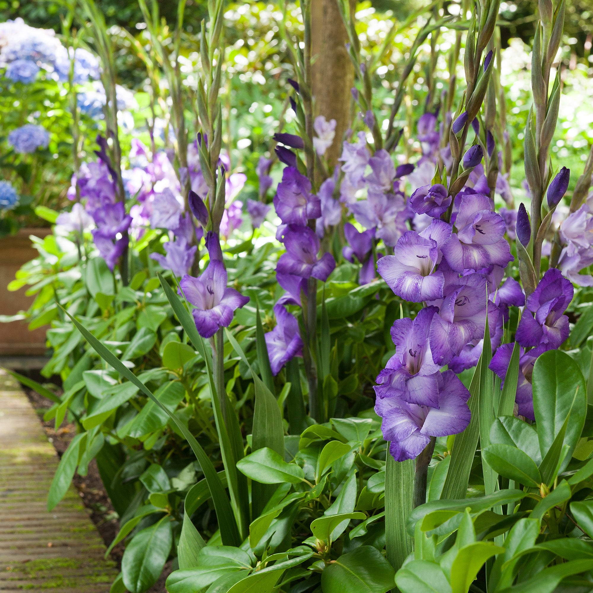 Gladiolus Blue Isle (8 Bulbs)