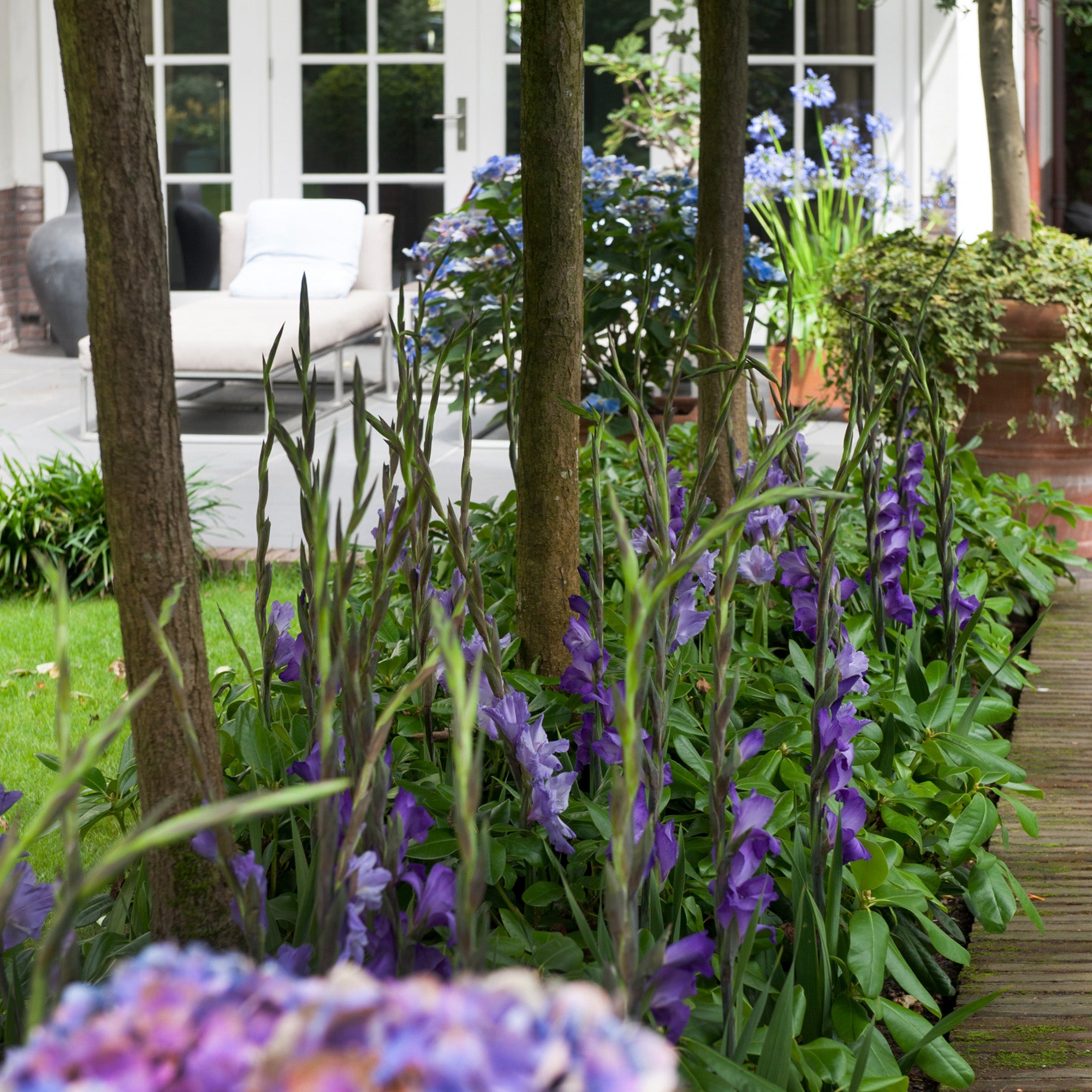 Gladiolus Blue Isle (8 Bulbs)