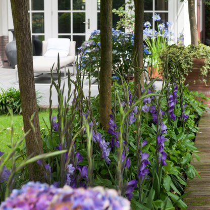 Gladiolus Blue Isle (8 Bulbs)