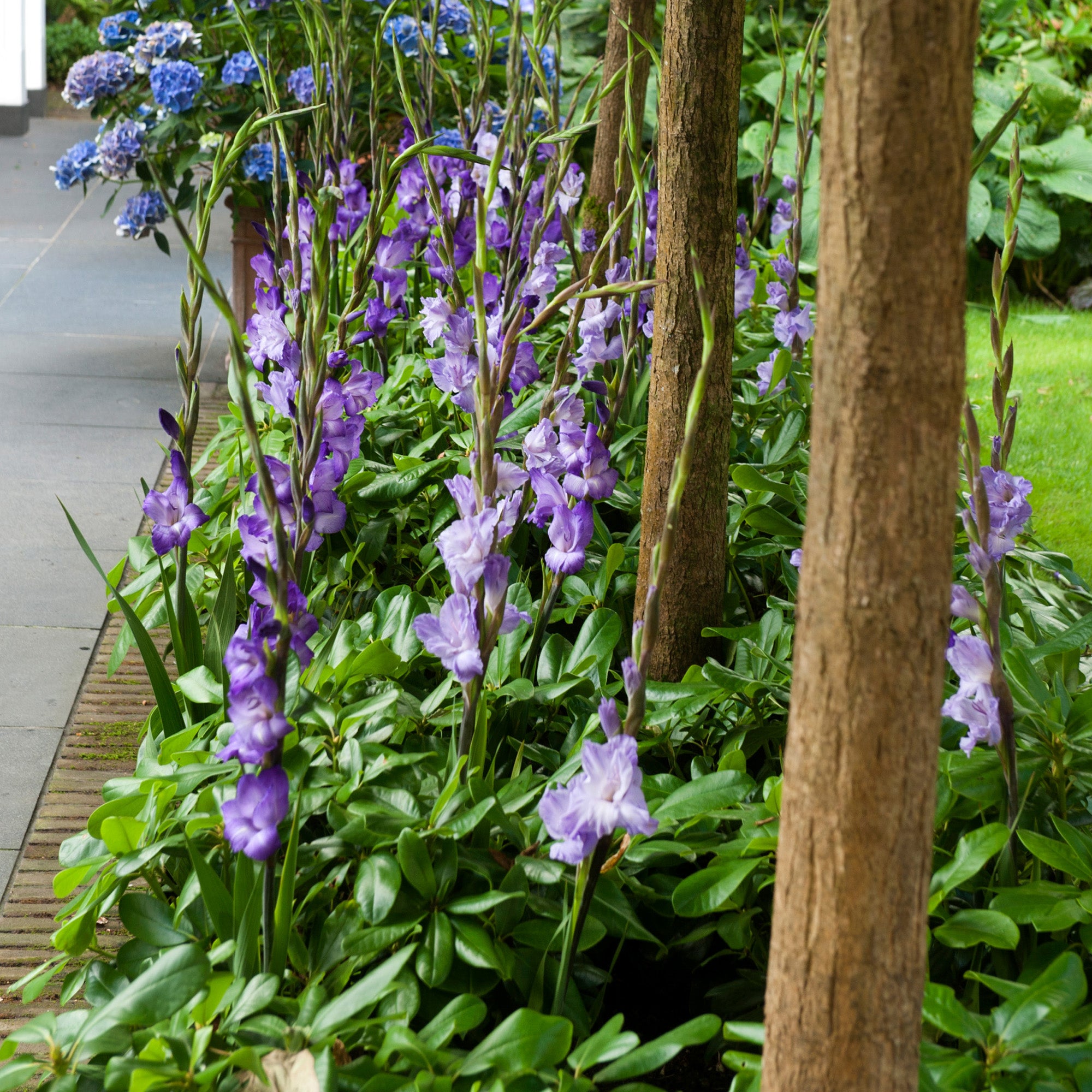 Gladiolus Blue Isle (8 Bulbs)