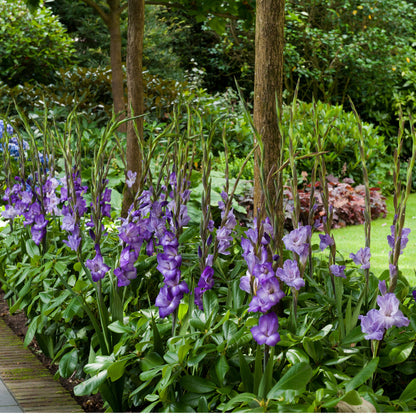 Gladiolus Blue Isle (8 Bulbs)