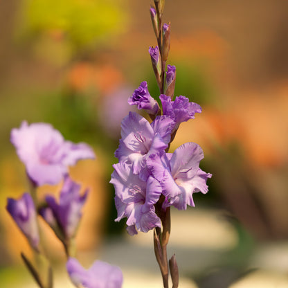 Gladiolus Milka (8 Bulbs)