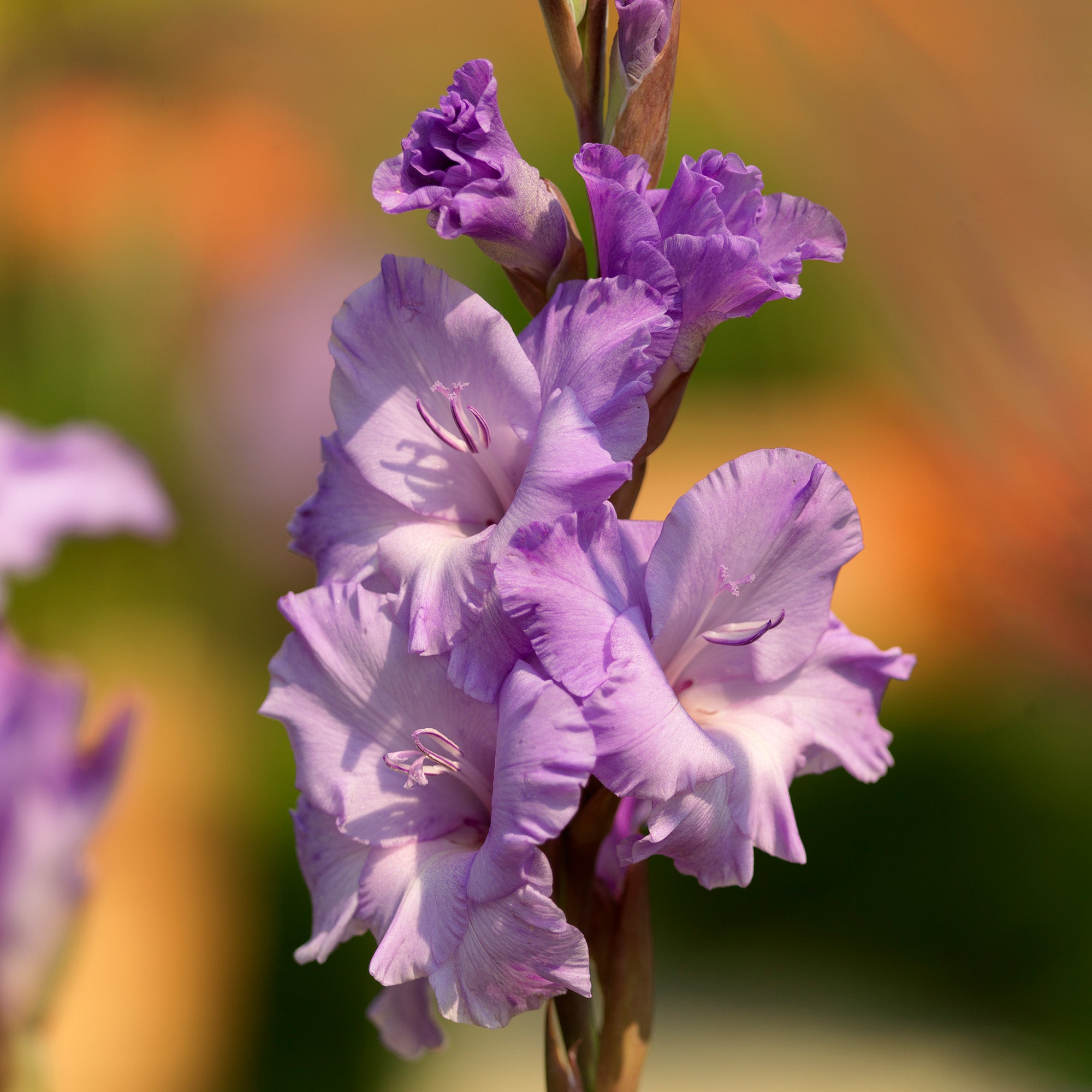 Gladiolus Milka (8 Bulbs)