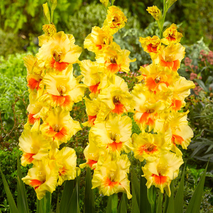 Gladiolus Jester (8 Bulbs)
