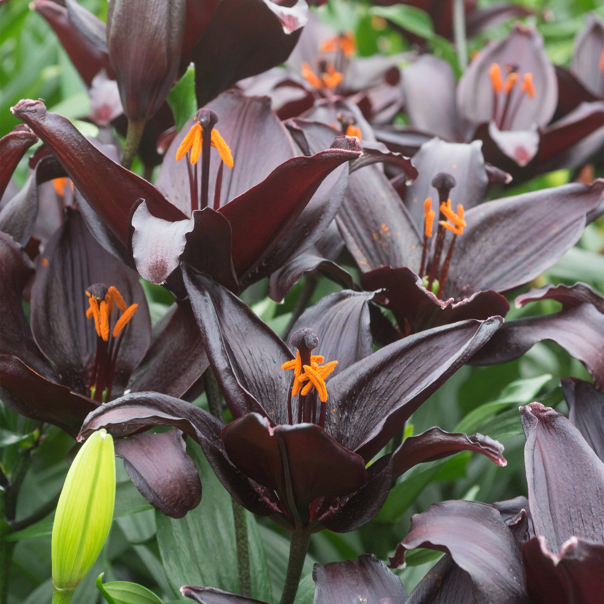 Lilium Black (1 Bulb)