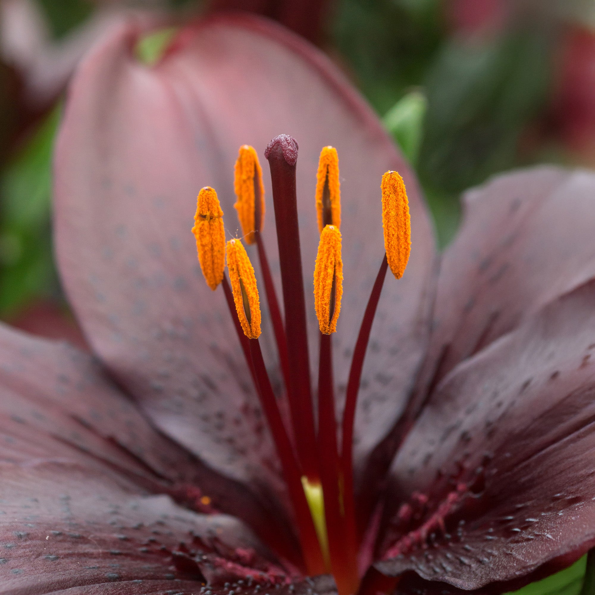 Lilium Black (1 Bulb)