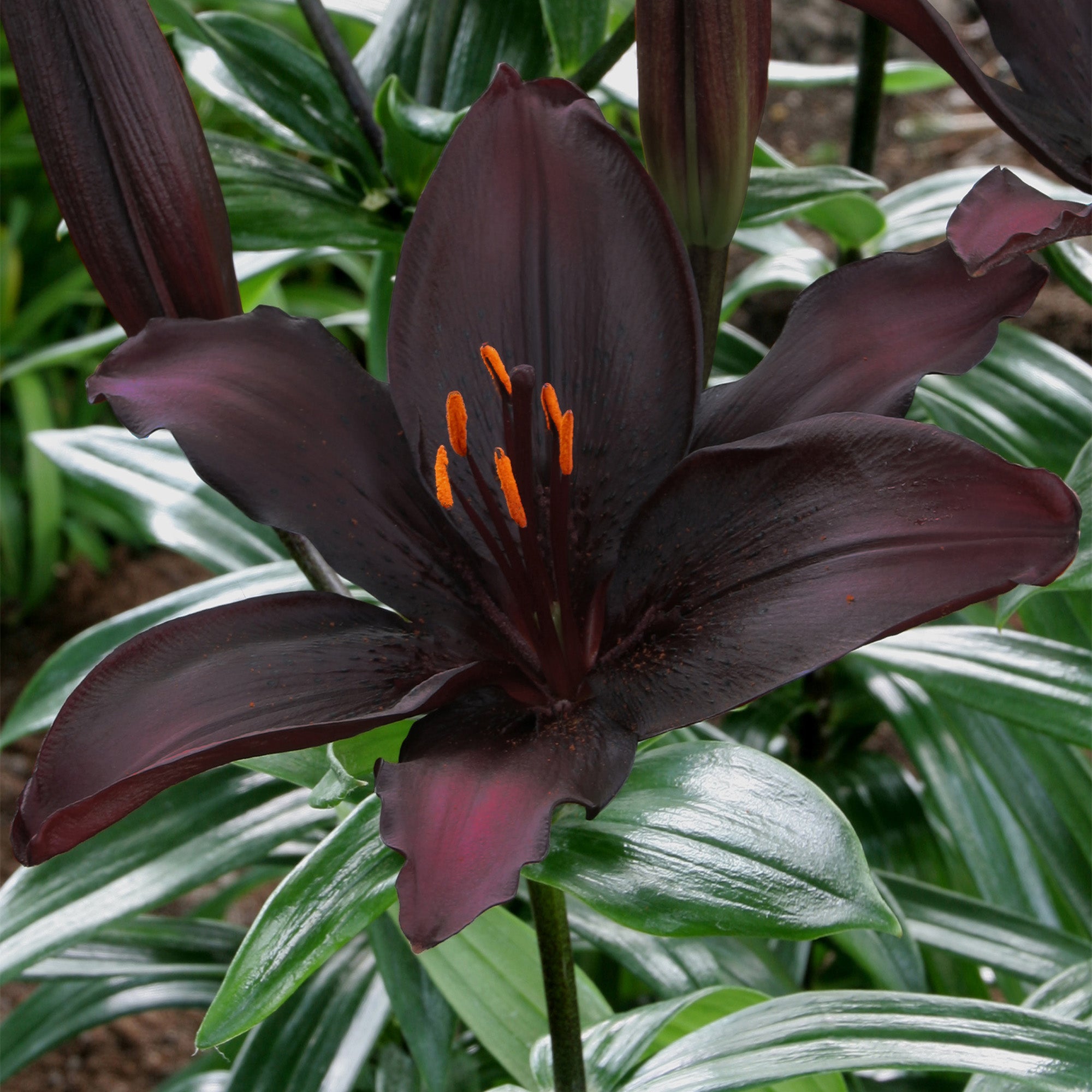 Lilium Black (1 Bulb)