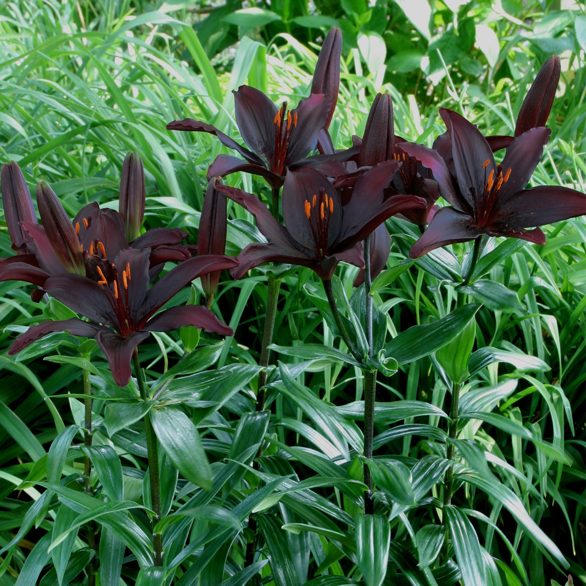 Lilium Black (1 Bulb)