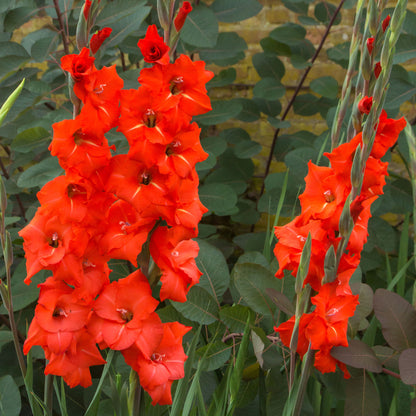 Gladiolus Traderhorn (10 Bulbs)