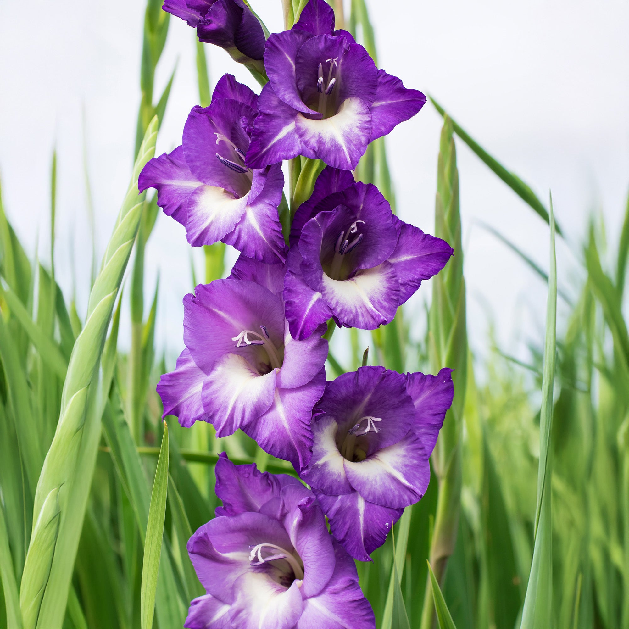 Gladiolus Nori (6 Bulbs)