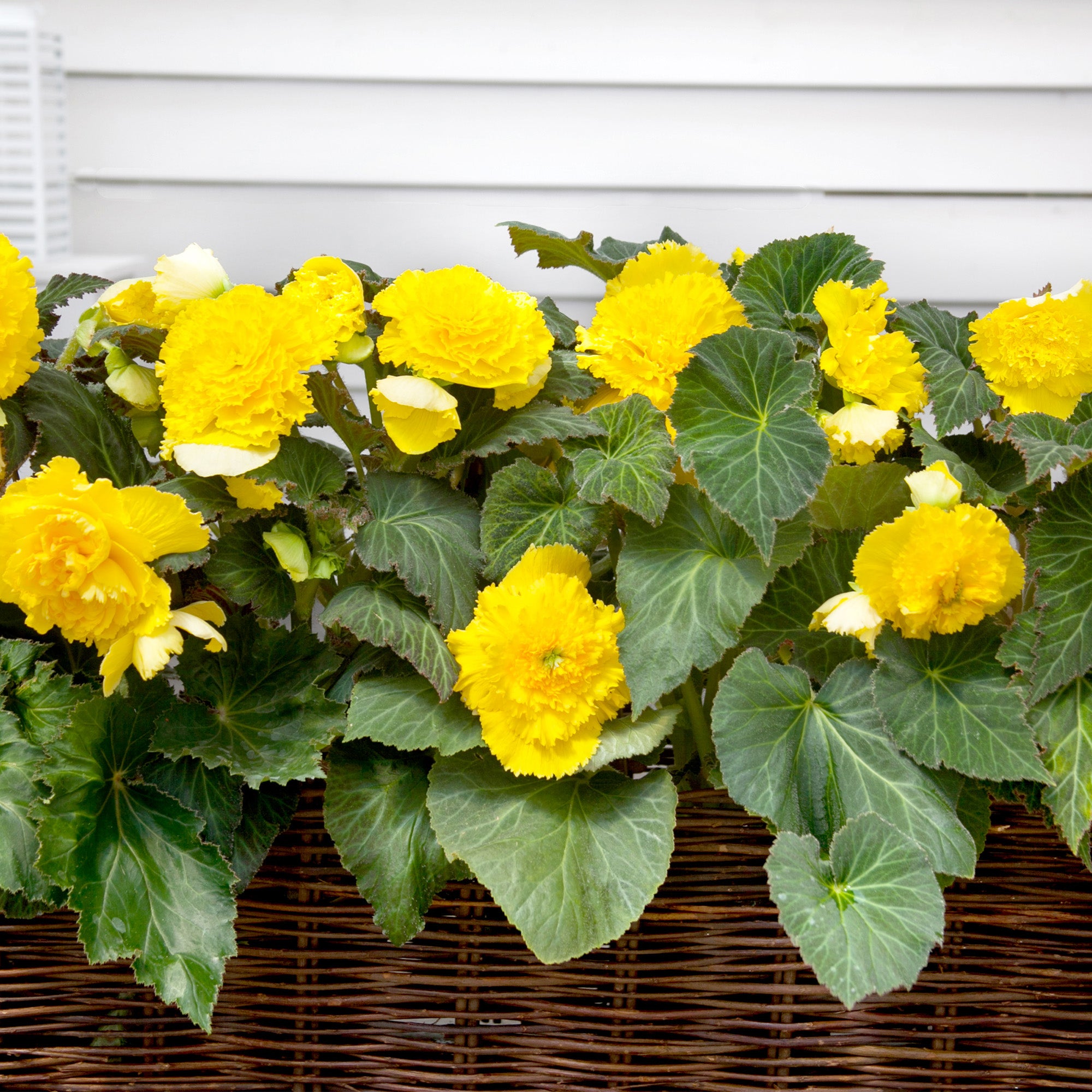 Begonia fimbriata yellow