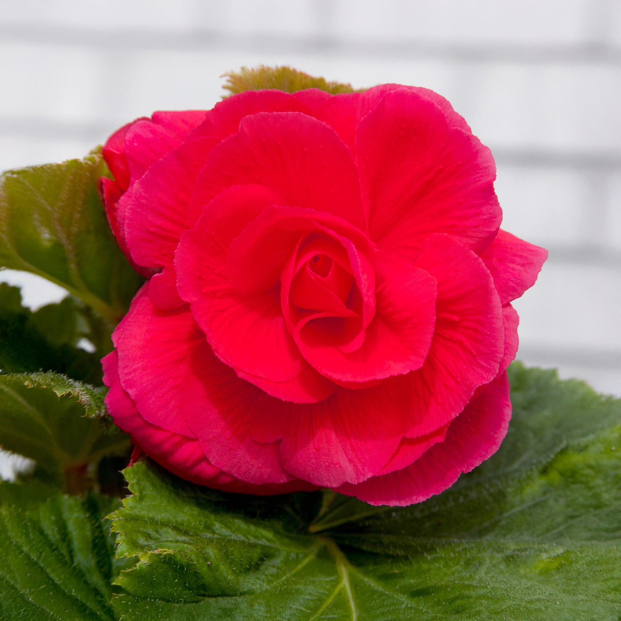 Begonia Double Pink