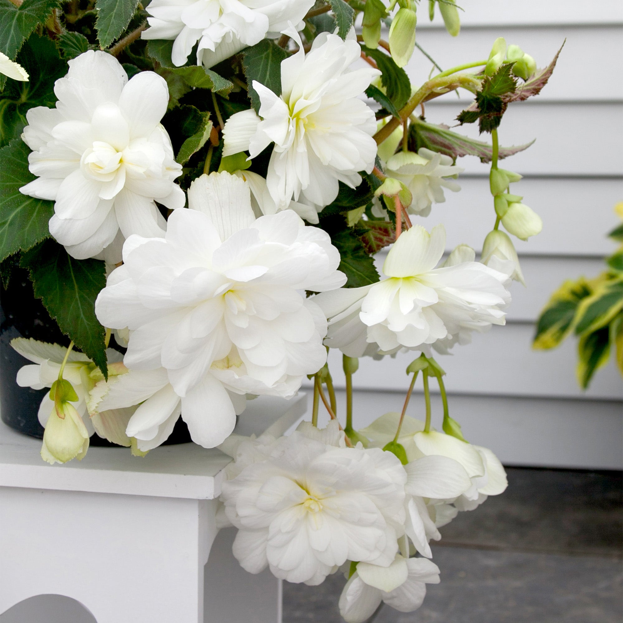 Begonia pendula white