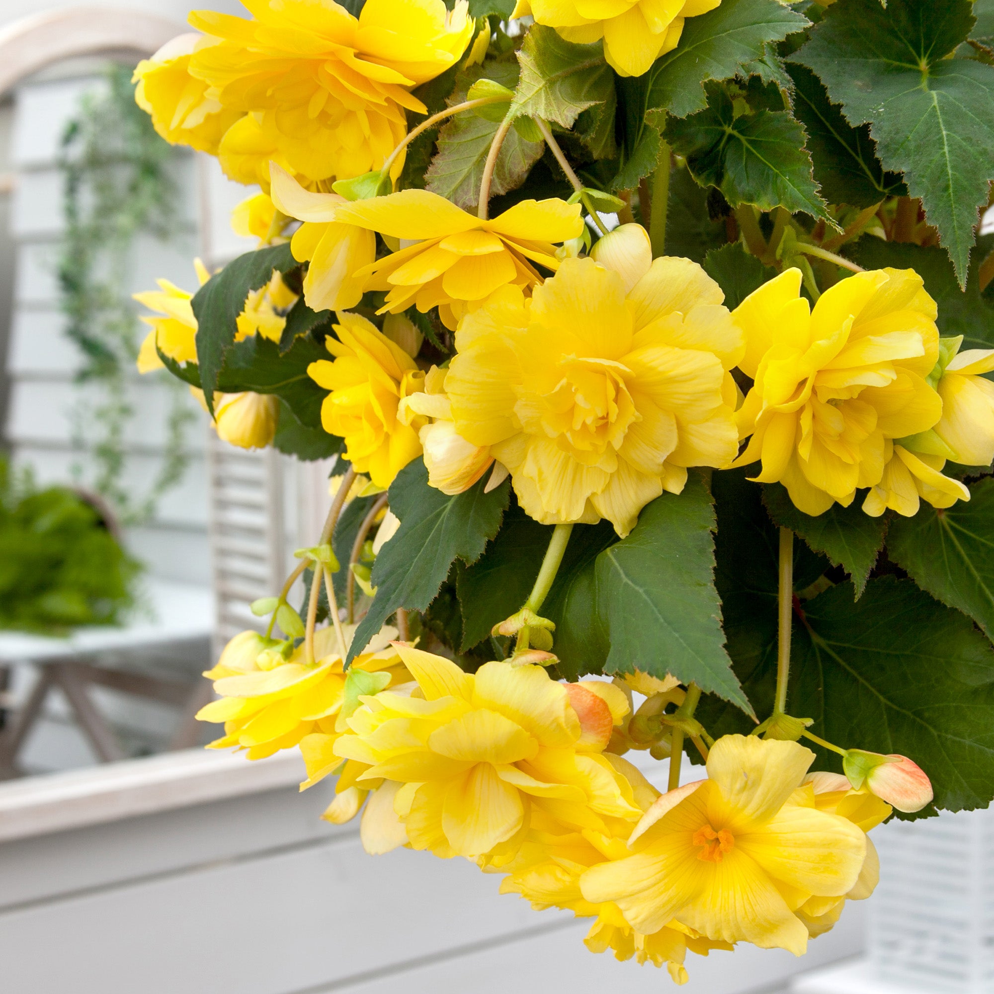 Begonia pendula yellow