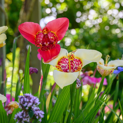 Tigridia Mix (10 Bulbs)