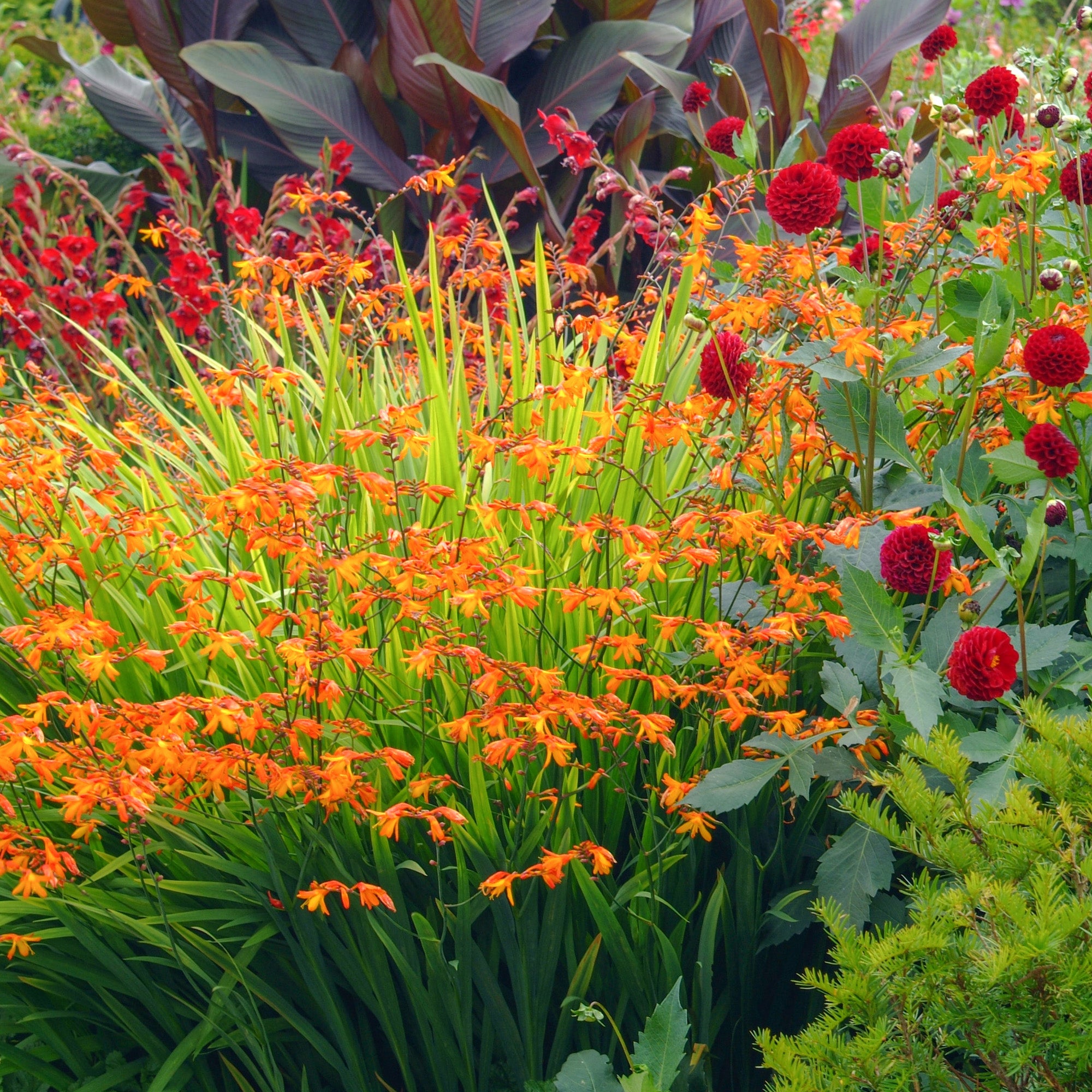 Dahlia Border Mix (3 Bulbs)