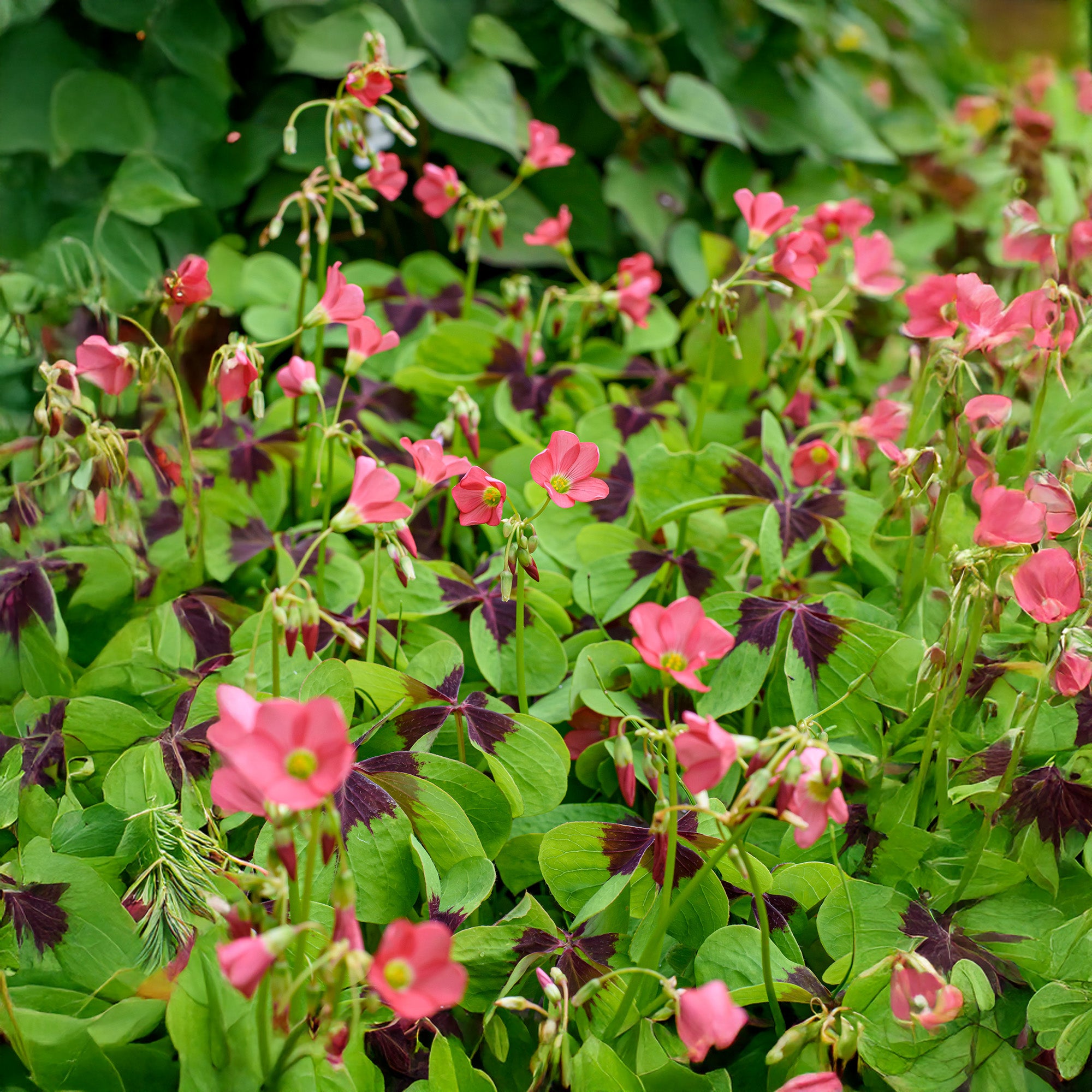 Oxalis Iron Cross (20 Bulbs)