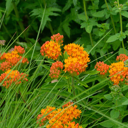 Asclepia Tuberosa (3 Bulbs)
