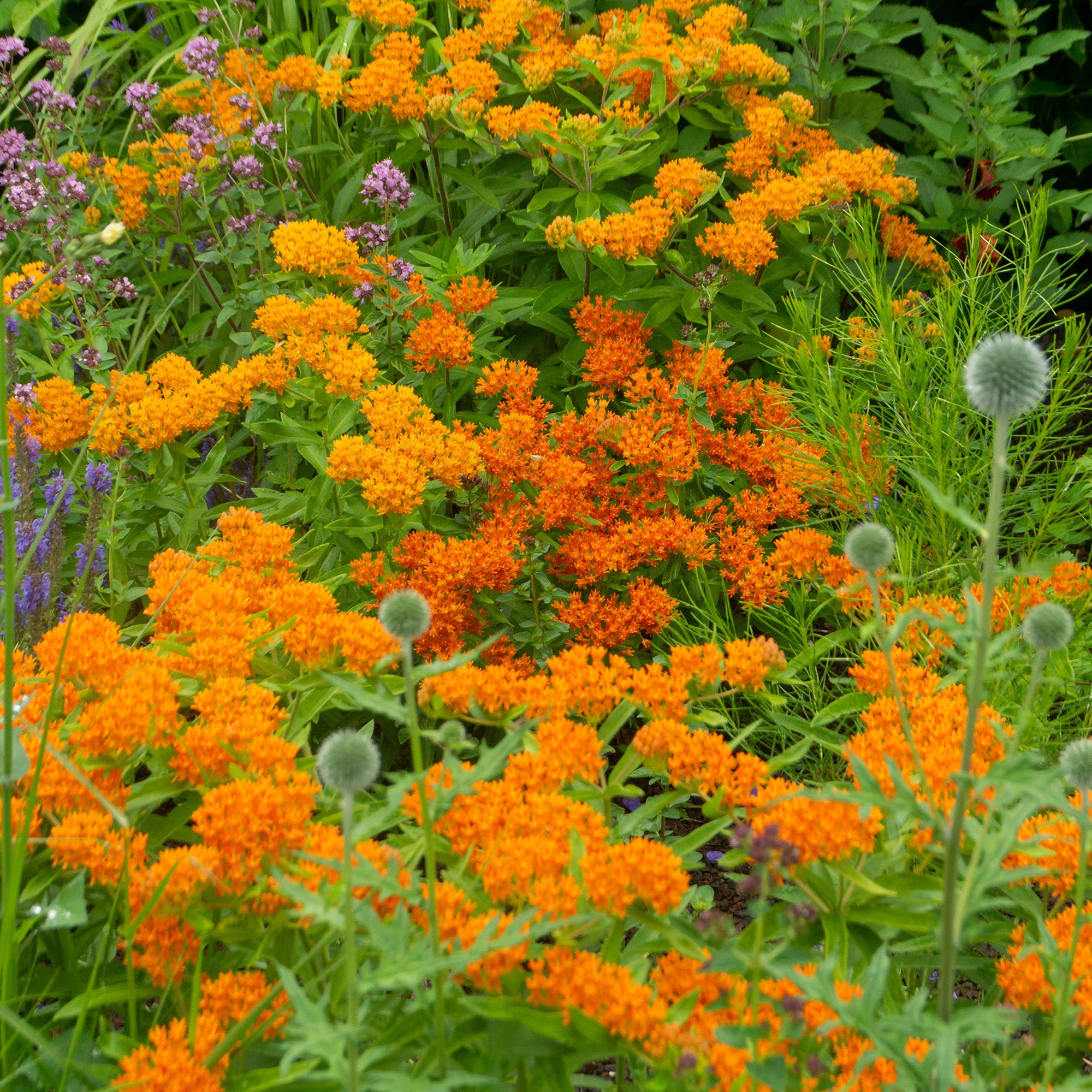 Asclepia Tuberosa (3 Bulbs)