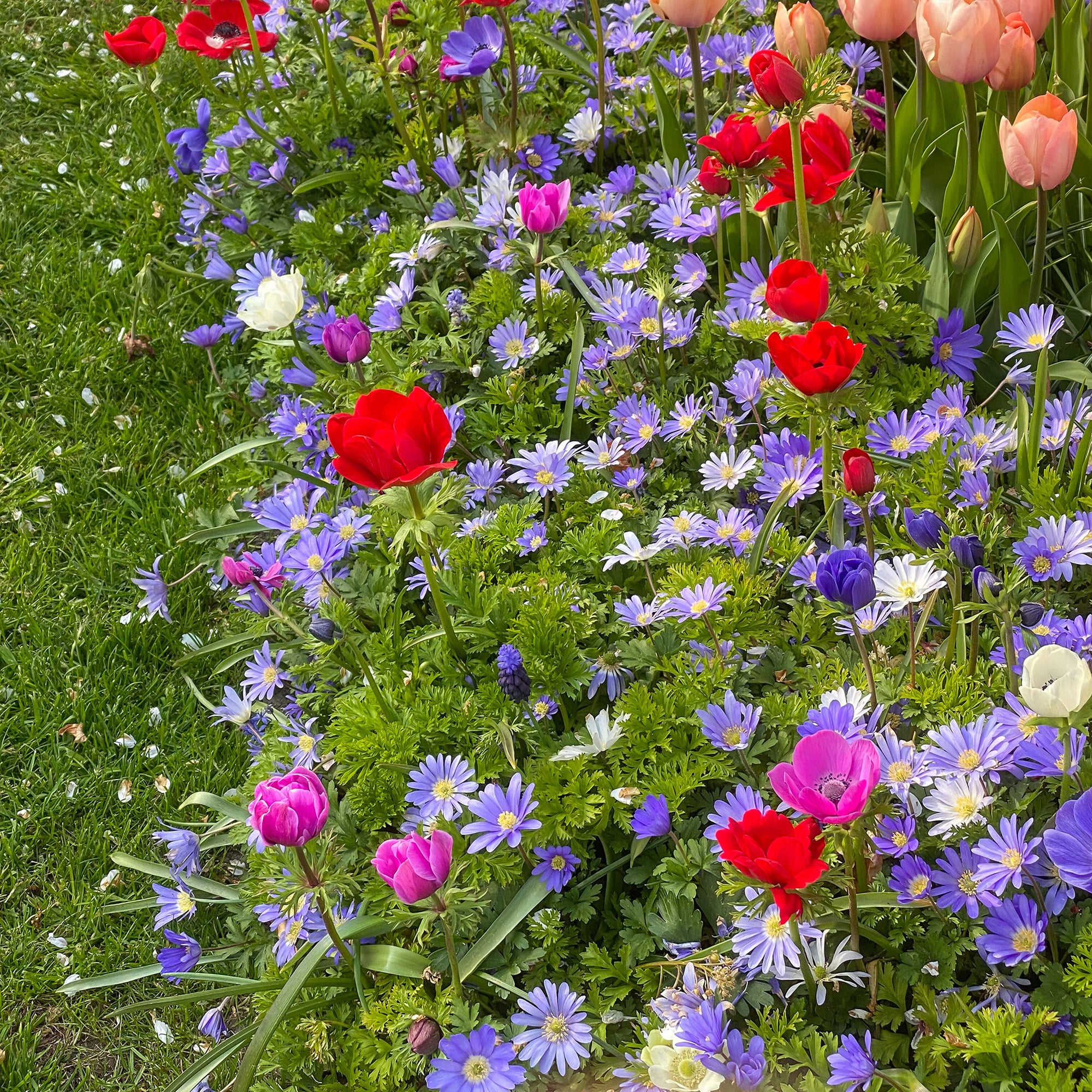 Anemone De Caen (15 Bulbs)