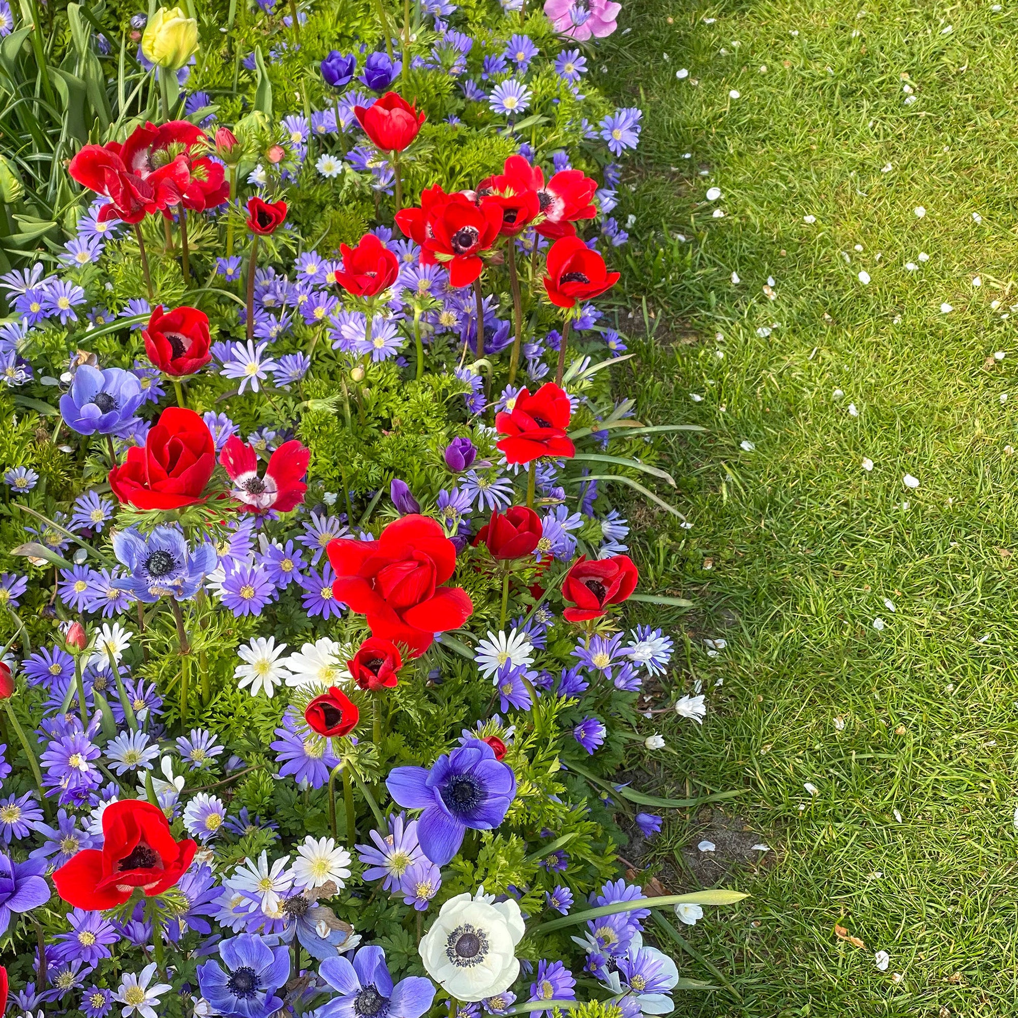 Anemone De Caen (15 Bulbs)