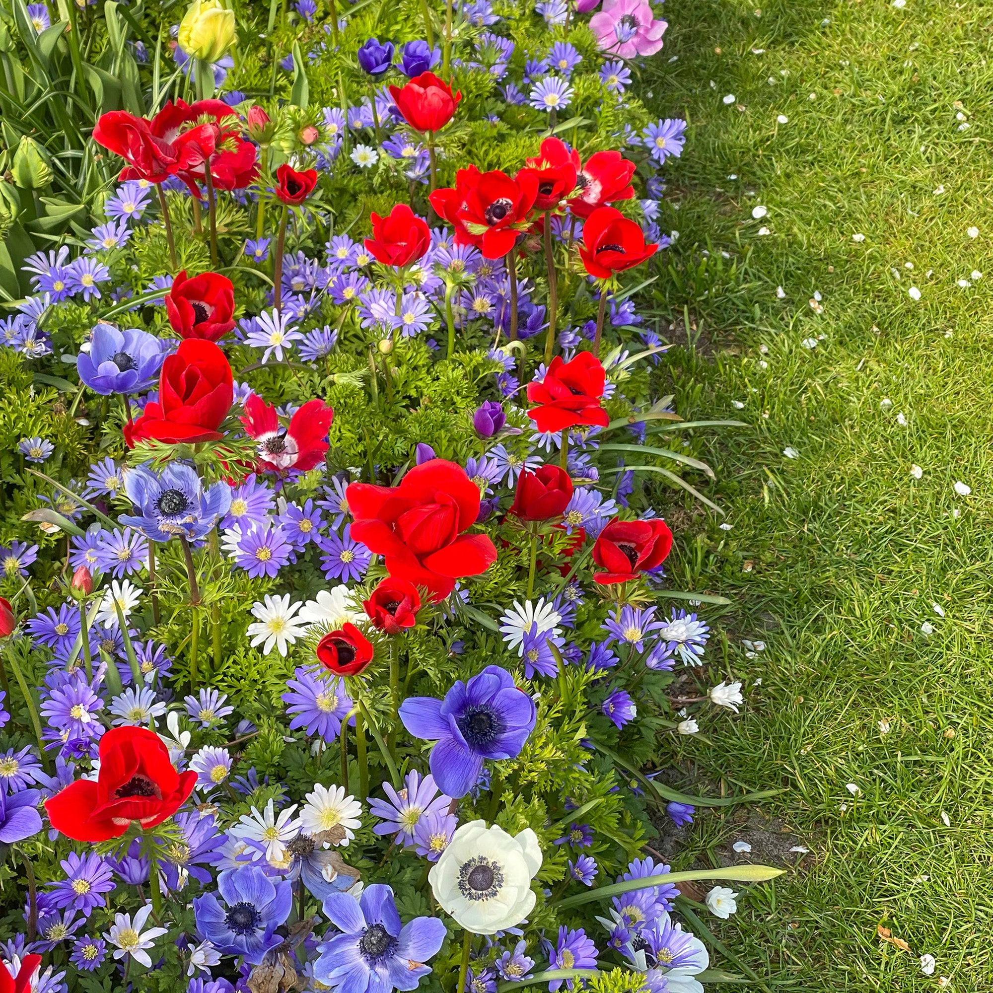 Anemone De Caen (15 Bulbs)