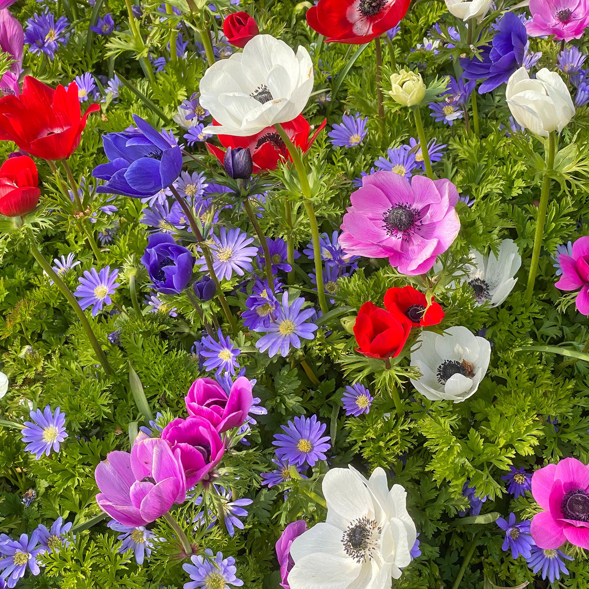 Anemone De Caen (15 Bulbs)