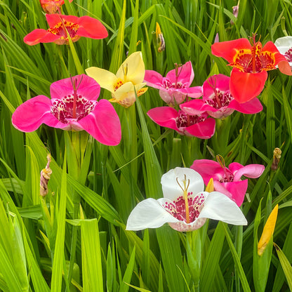 Tigridia Mix (10 Bulbs)