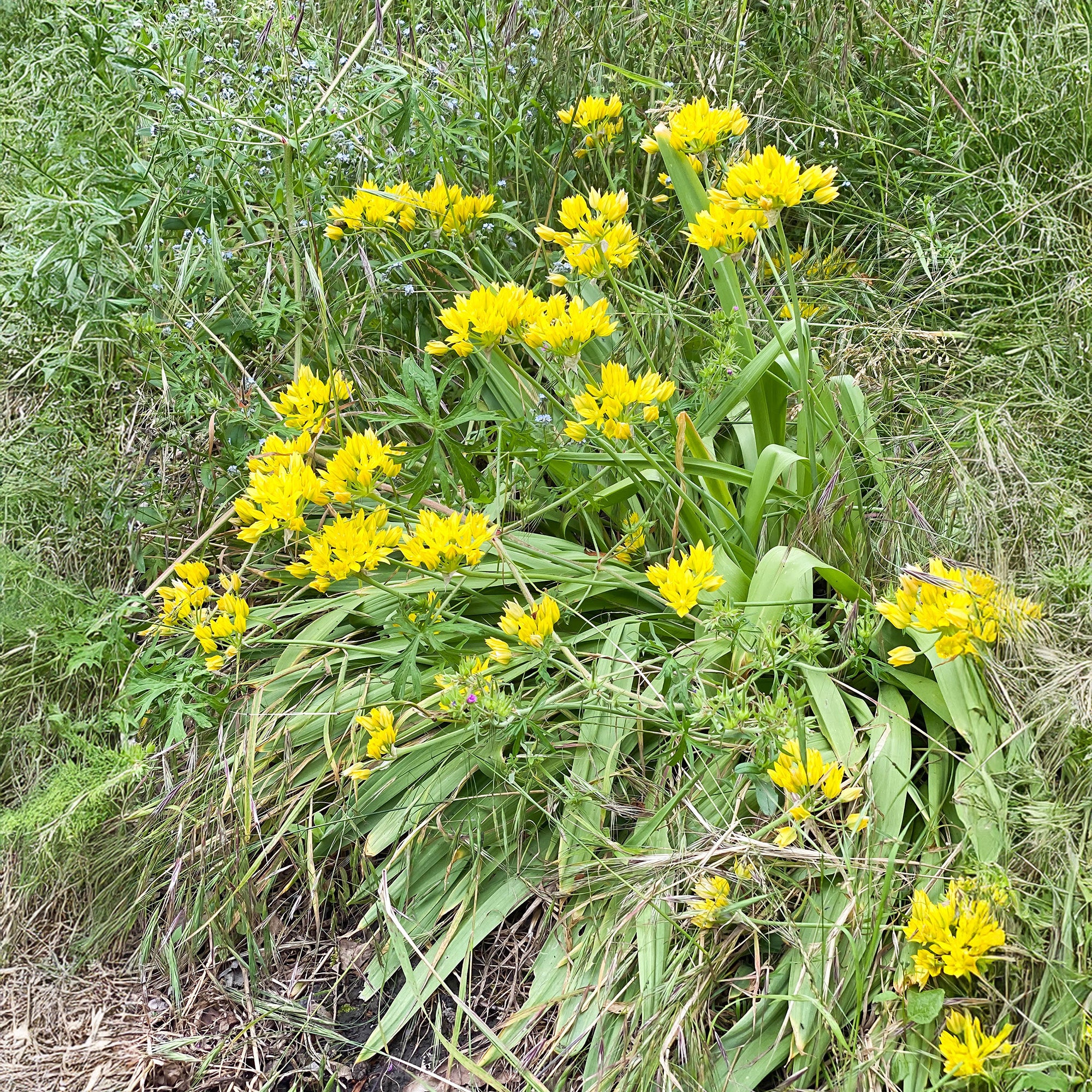 Allium Moly (15 Bulbs)